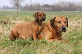 RODESIAN RIDGEBACK 120